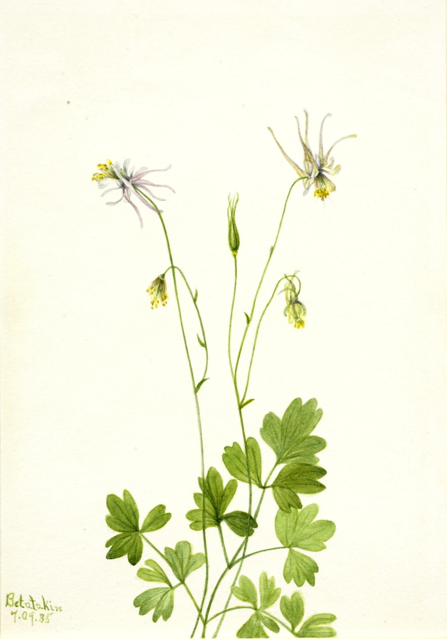 Aquilegia ecalcarata door Mary Vaux Walcott