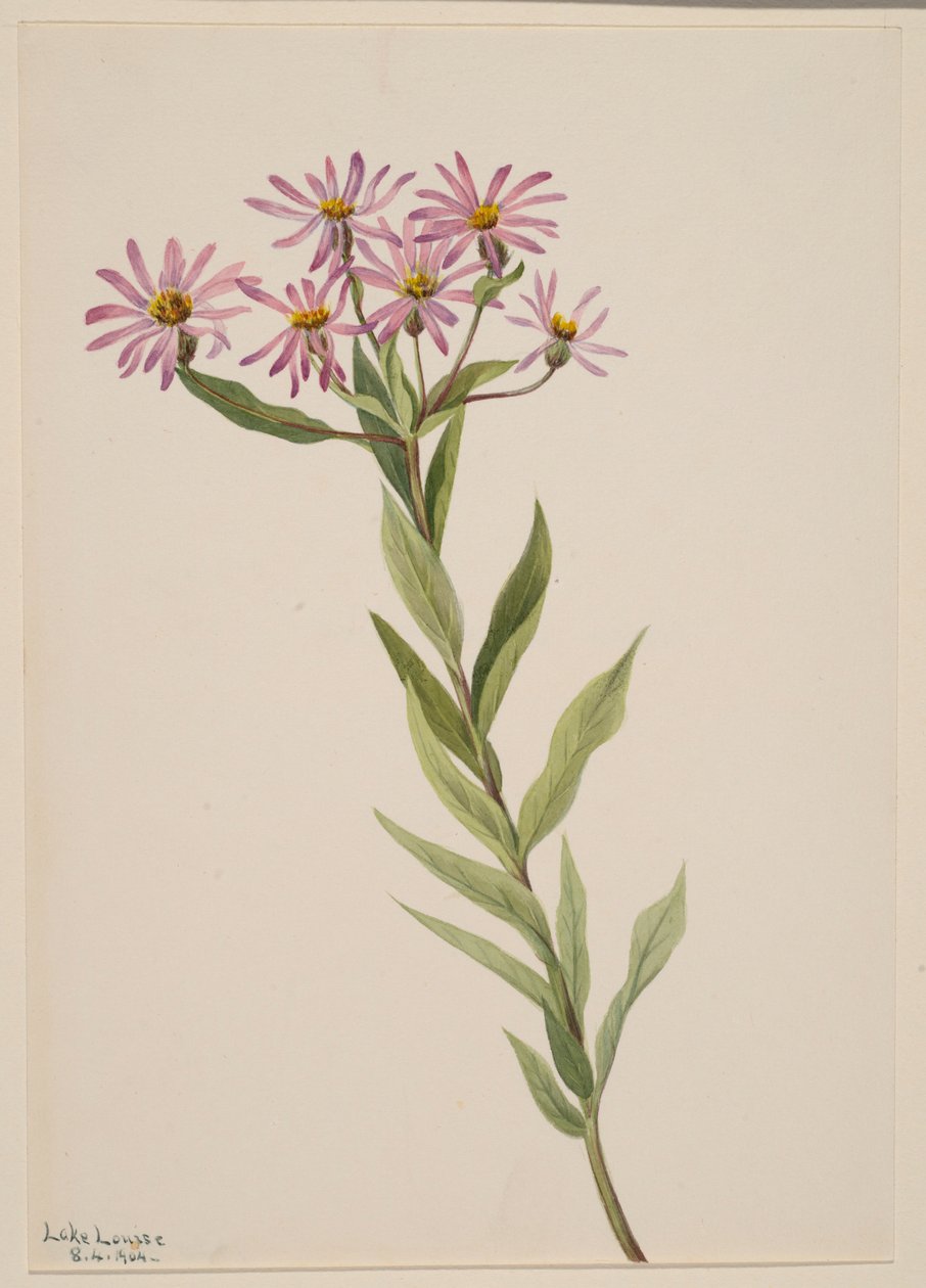 Aster Engelmann door Mary Vaux Walcott