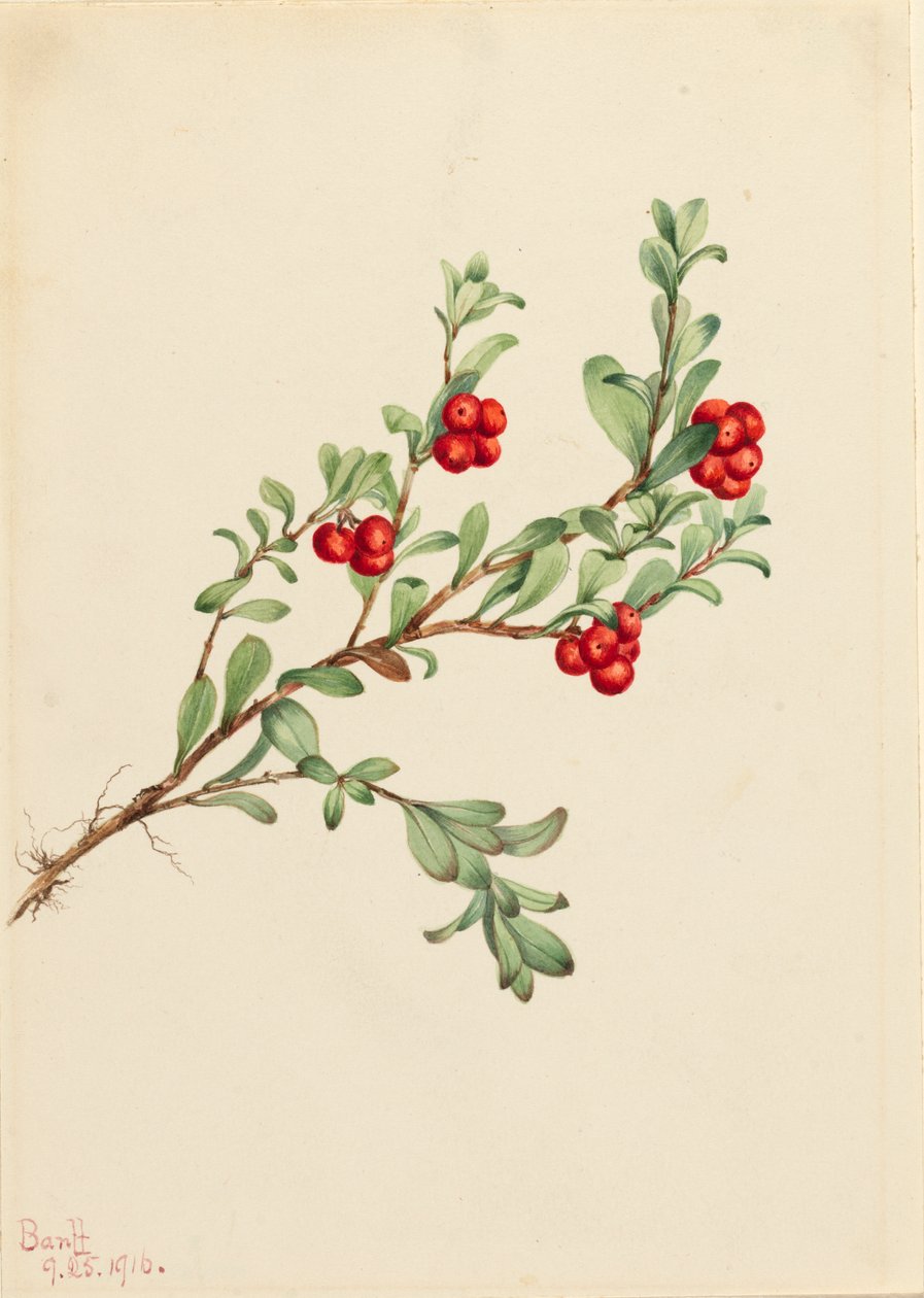 Berendruif Arctostaphylos uva-ursi door Mary Vaux Walcott