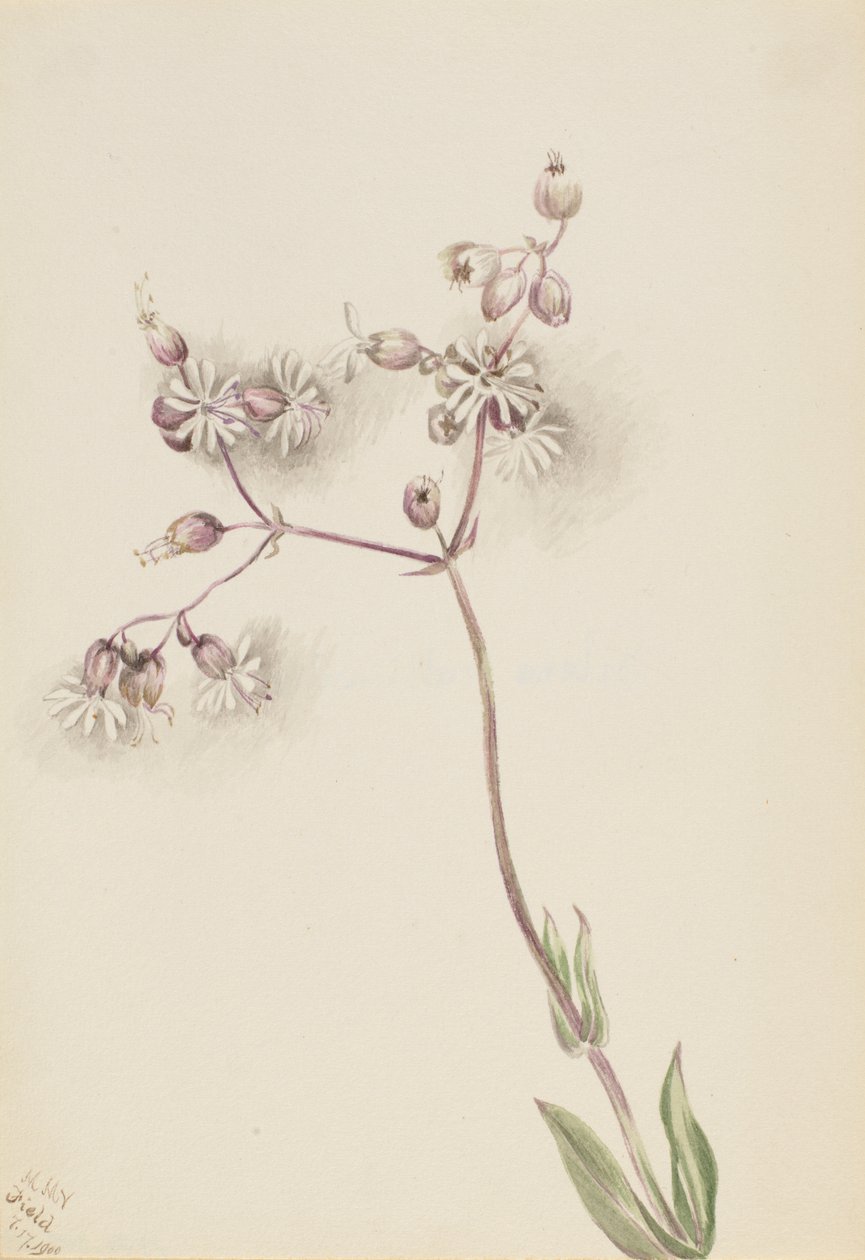 Blaasjeskervel (Silene latifolia) door Mary Vaux Walcott