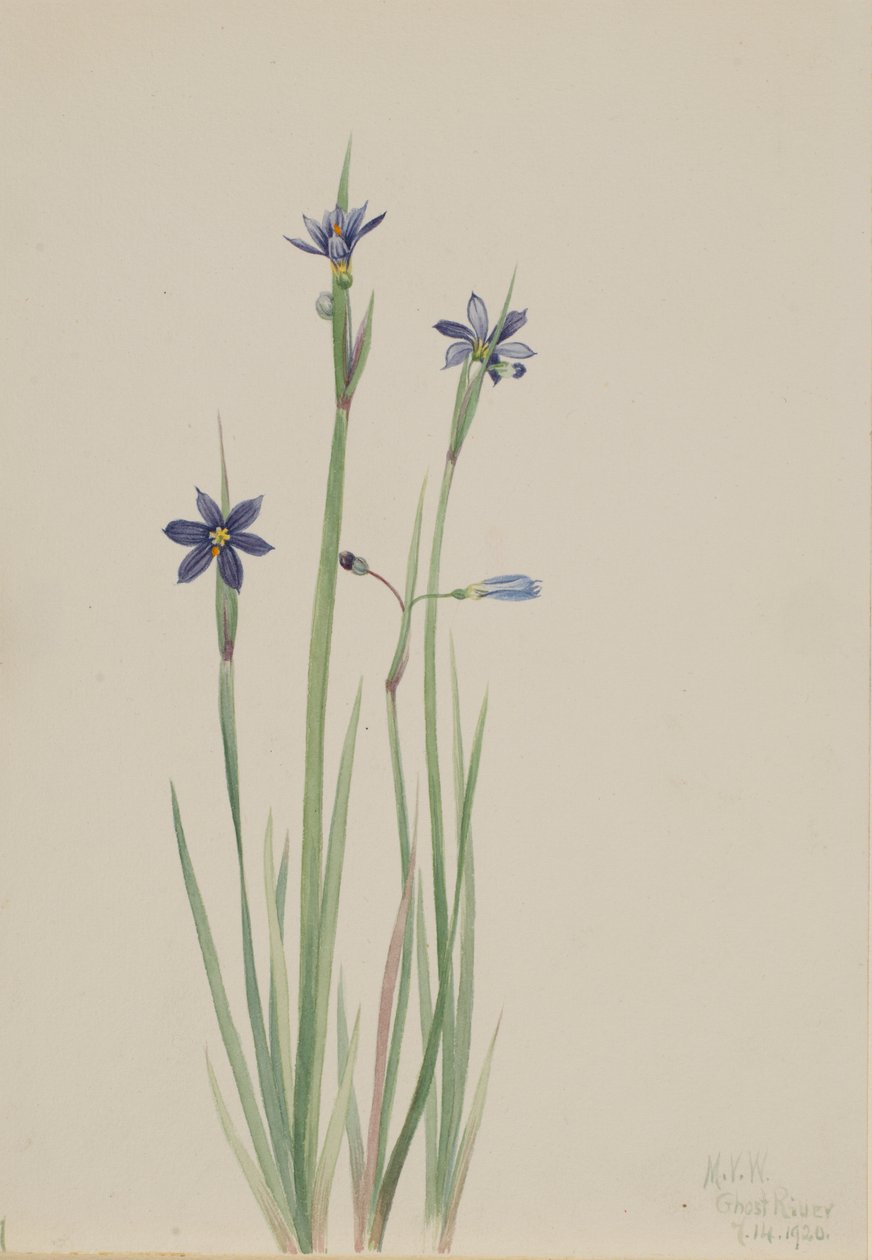 Blauwooggras (Sisyrinchium angustifolium) door Mary Vaux Walcott