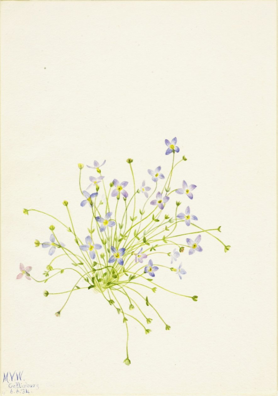 Blauwtjes (Houstonia serpyllifolia) door Mary Vaux Walcott
