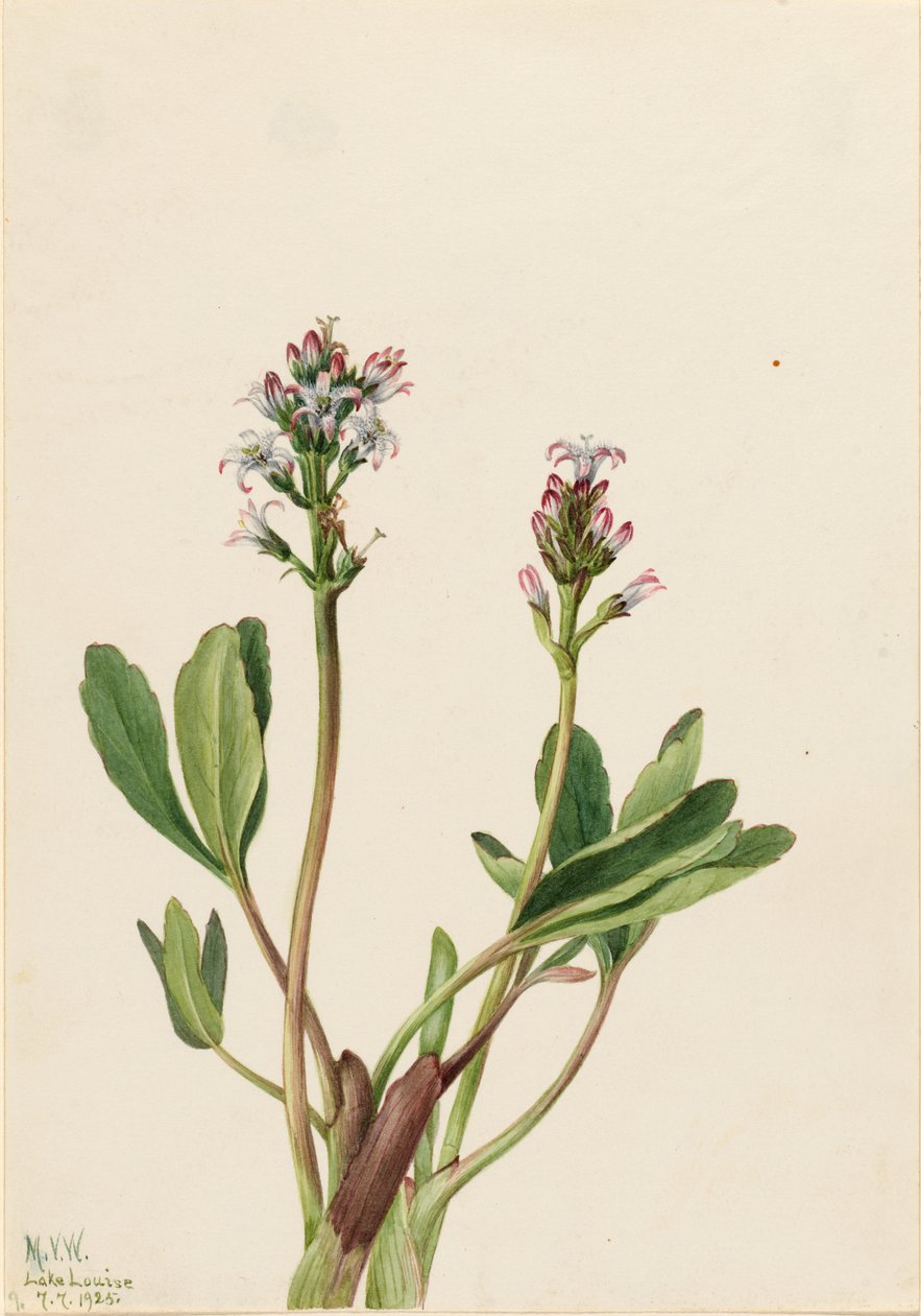 Moerasboon (Menyanthes trifoliata) door Mary Vaux Walcott