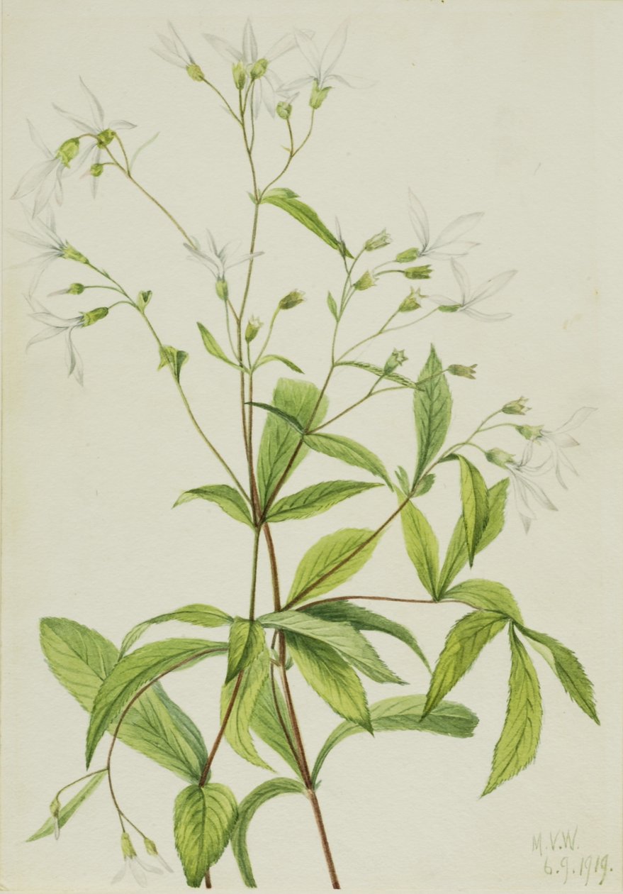 Boswortel (Porteranthus trifoliatus) door Mary Vaux Walcott