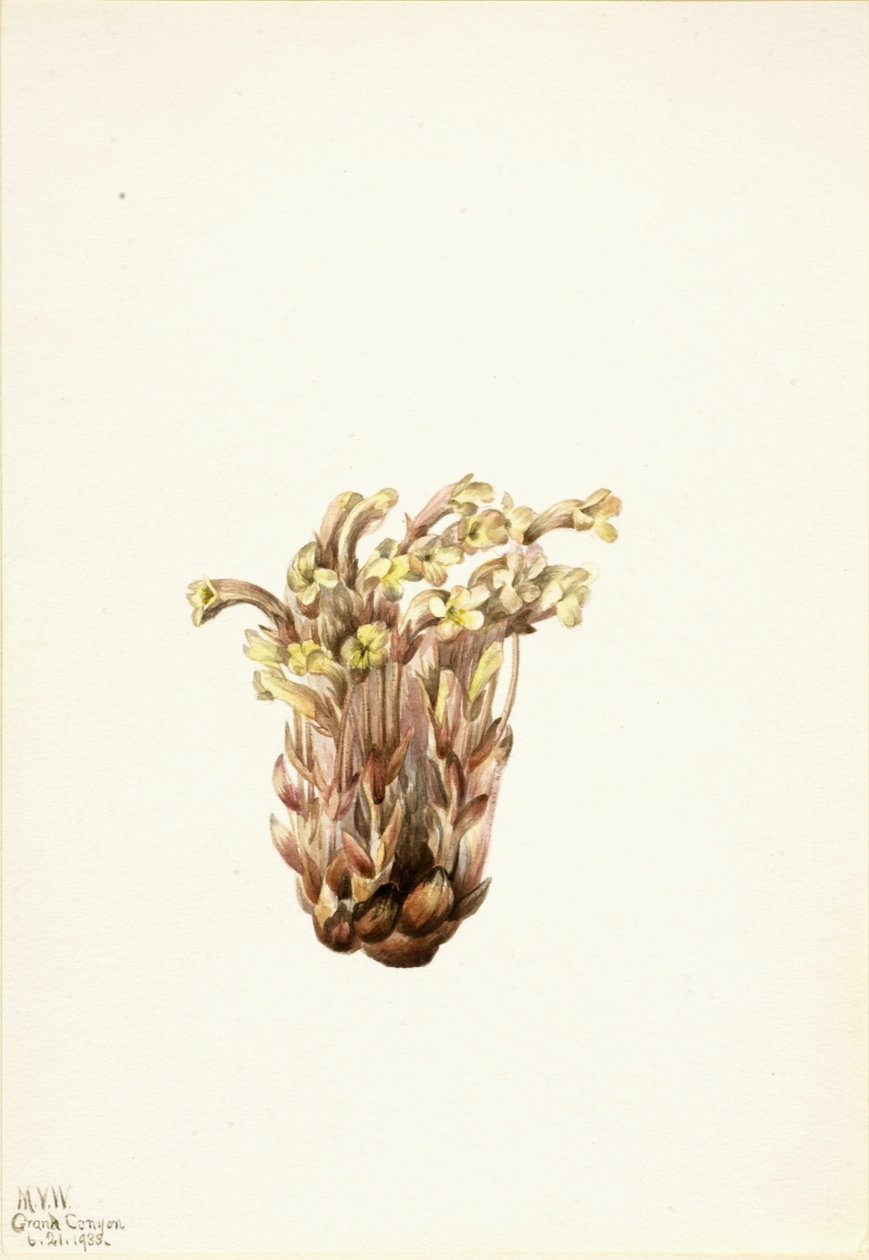 Bezemkruiskruid (Orobanche fasciculata) door Mary Vaux Walcott