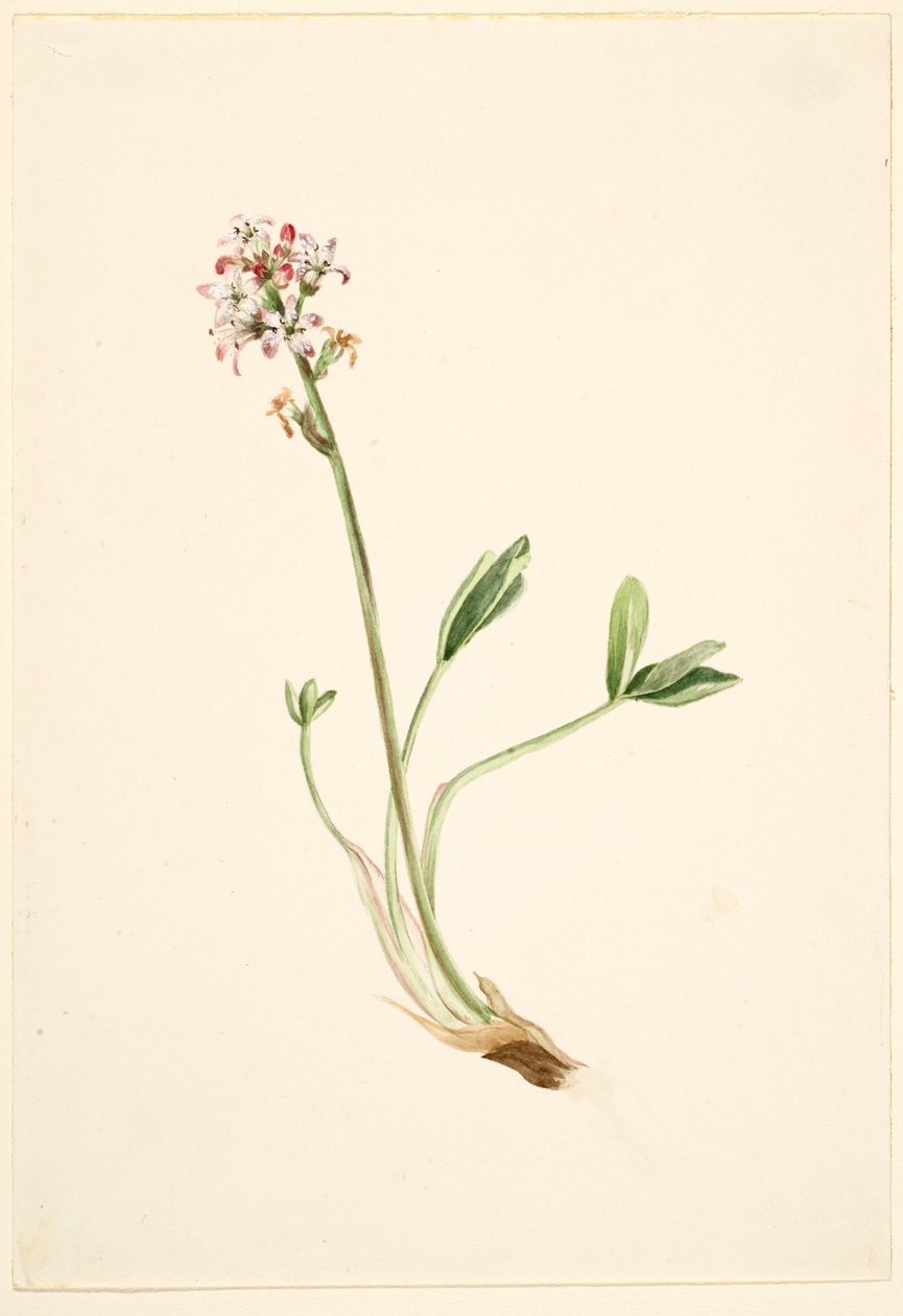 Duizendknoop (Menyanthes trifoliata) door Mary Vaux Walcott
