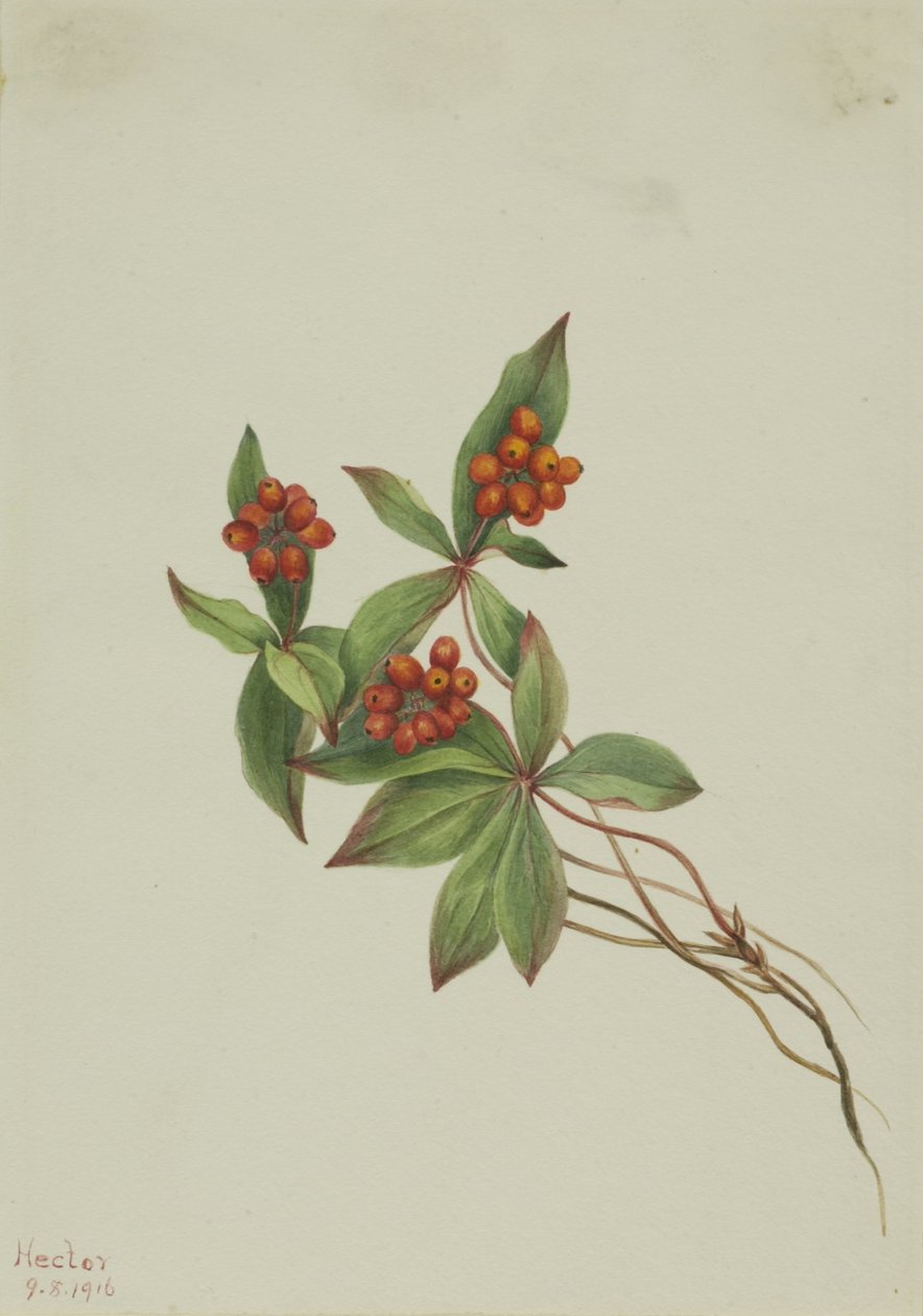 Rode bosbes (Cornus canadensis) door Mary Vaux Walcott