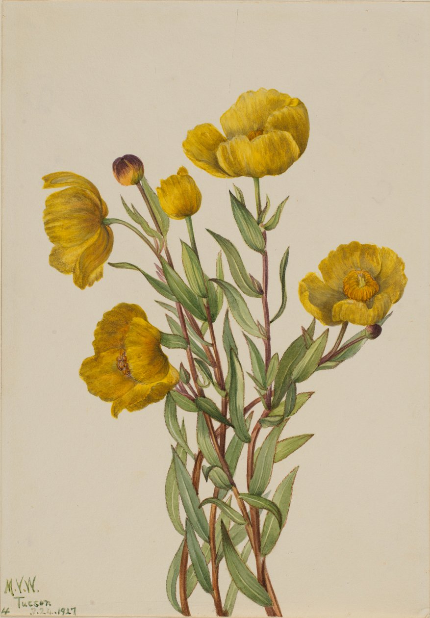 Struikroos (Dendromecon rigidum) door Mary Vaux Walcott