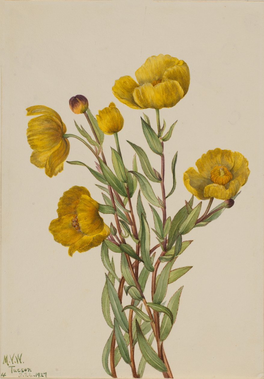 Struikpapaver Dendromecon rigidum, 1927 door Mary Vaux Walcott