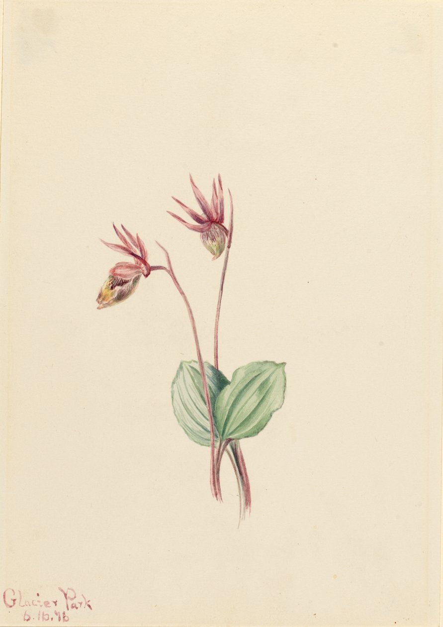 Calypso (Cytherea bulbosa) door Mary Vaux Walcott