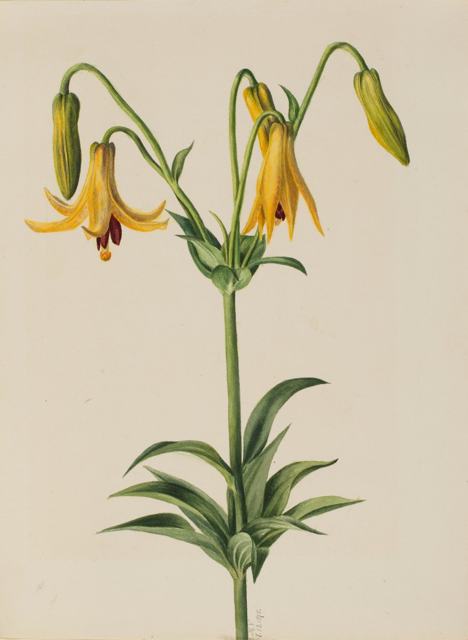 Canadese lelie (Lilium canadense) door Mary Vaux Walcott