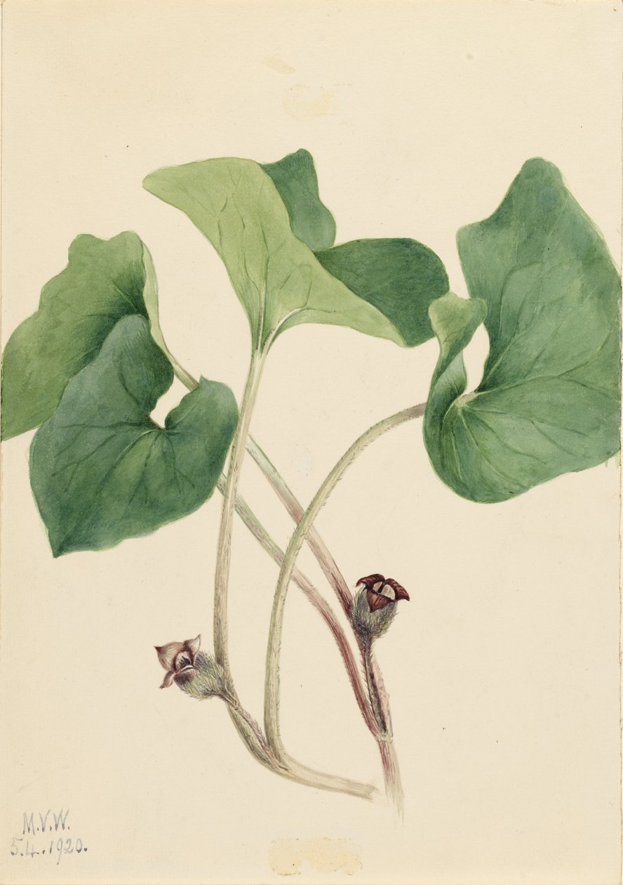 Wilde gember uit Canada (Asarum canadense) door Mary Vaux Walcott