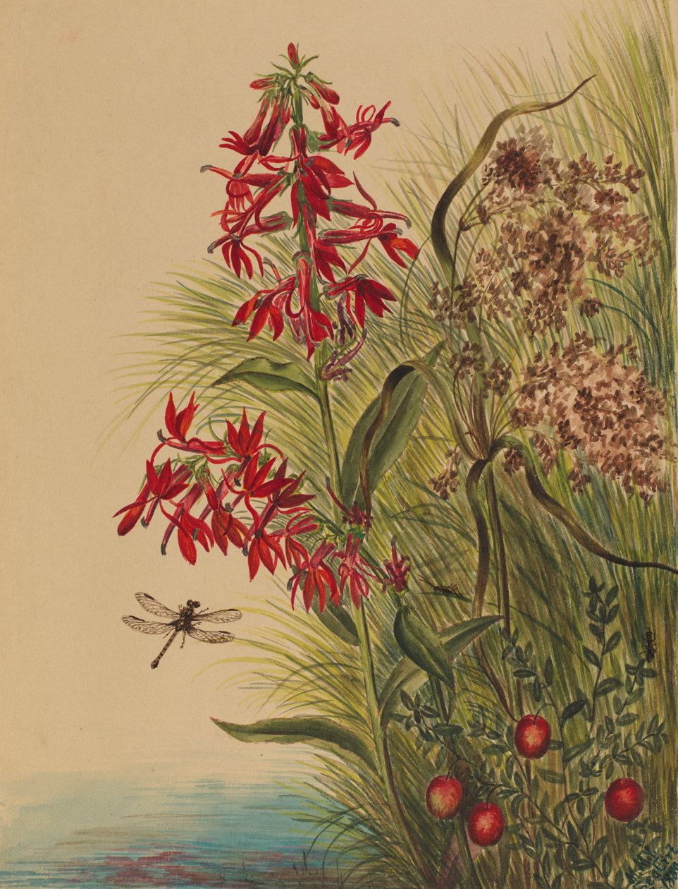 Kardinaalsbloem (Lobelia cardinalis) door Mary Vaux Walcott