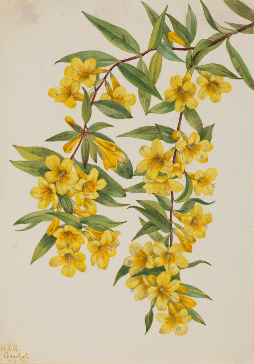Californische jessamine (Gelsemium sempervirens) door Mary Vaux Walcott