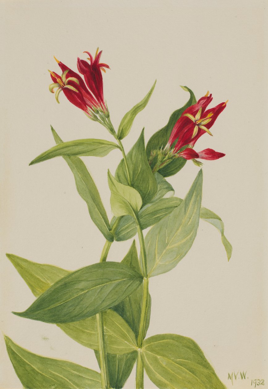 Carolina Roze Spigelia marylandica, 1932 door Mary Vaux Walcott