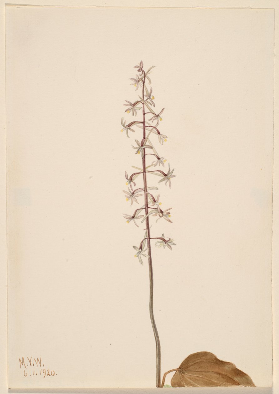 Kraanvogelorchis (Tipularia uniflora) door Mary Vaux Walcott