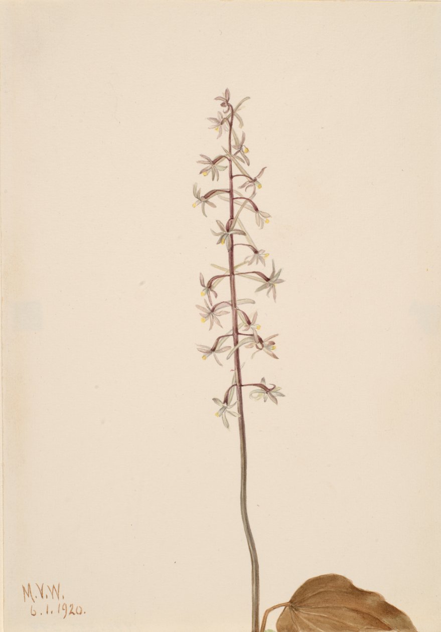 Kraanvlieg orchis Tipularia uniflora, 1920 door Mary Vaux Walcott