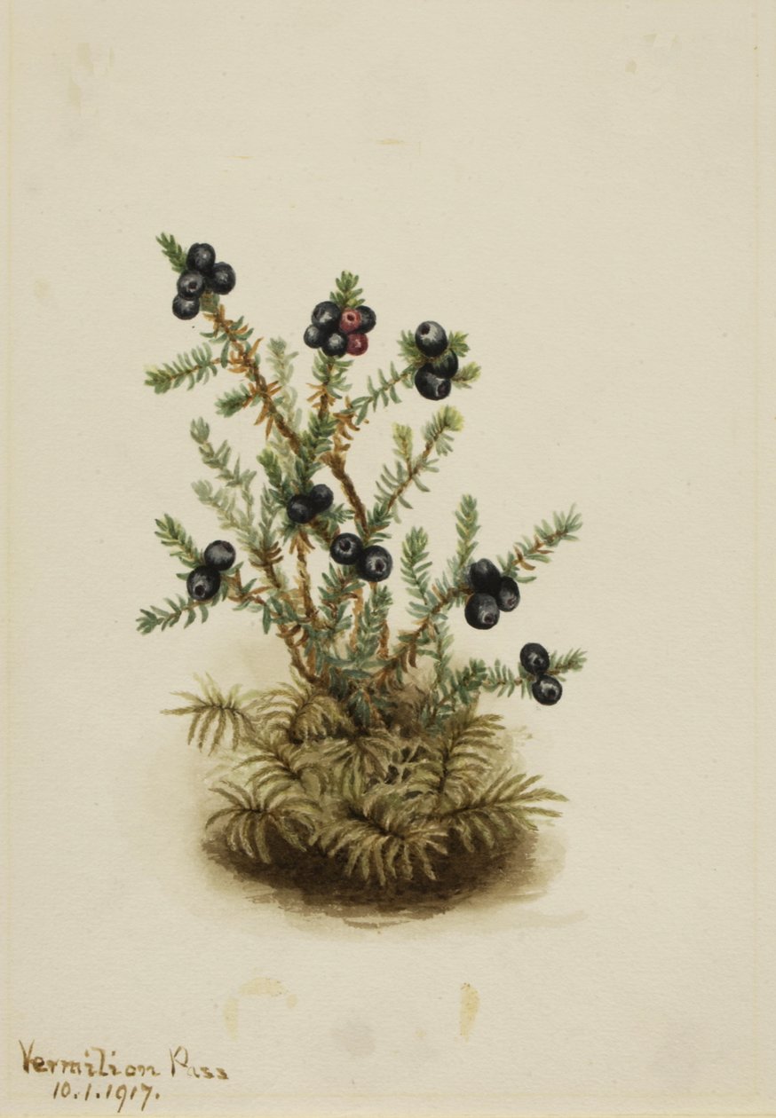 Kraaiheide Empetrum nigrum door Mary Vaux Walcott