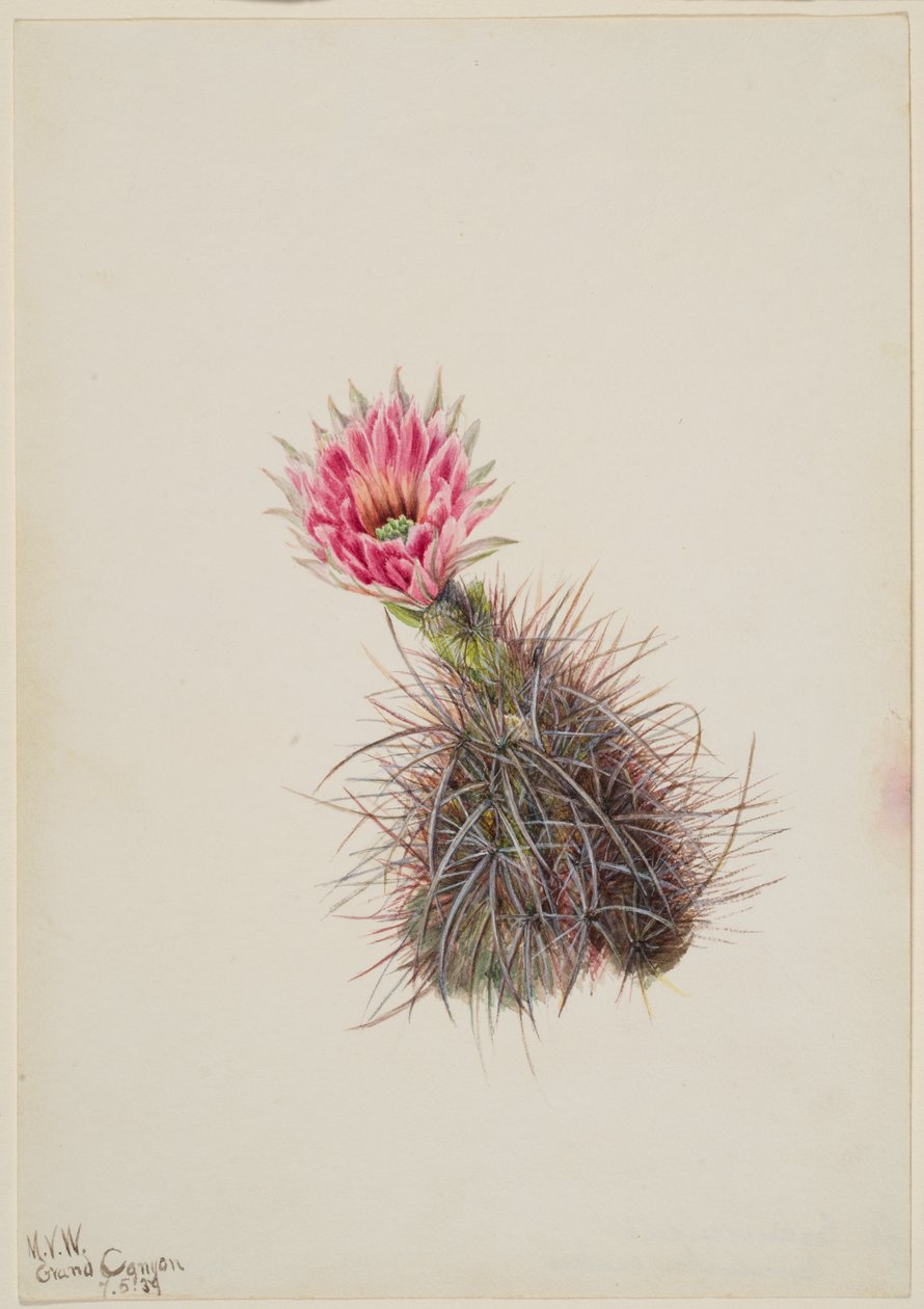 Komkommercactus, 1939 door Mary Vaux Walcott