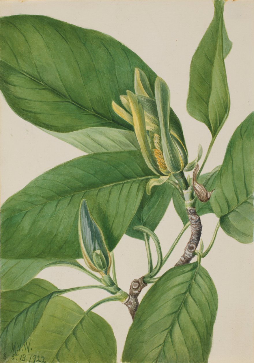 Komkommerboom (Magnolia acuminata) door Mary Vaux Walcott