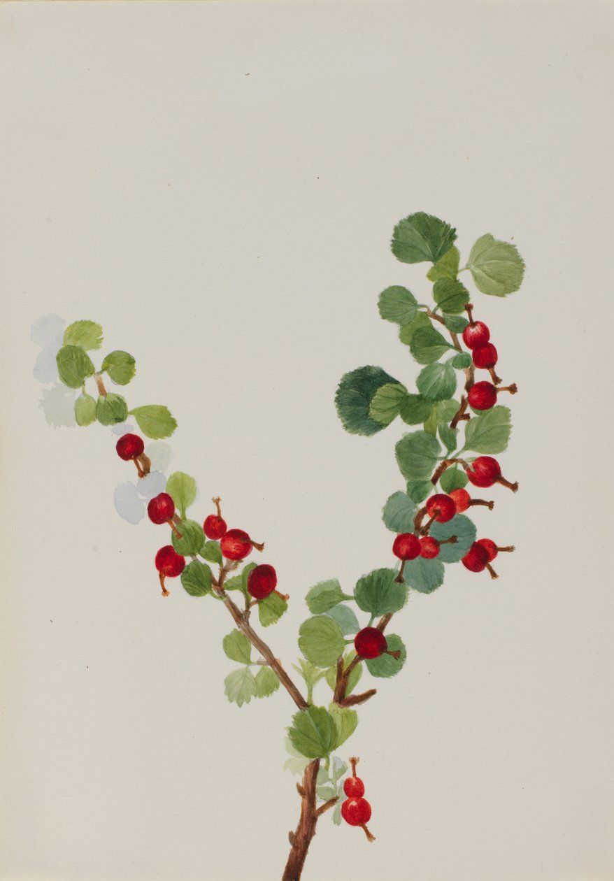 Aalbes (onvoltooid) (Ribes soorten) door Mary Vaux Walcott