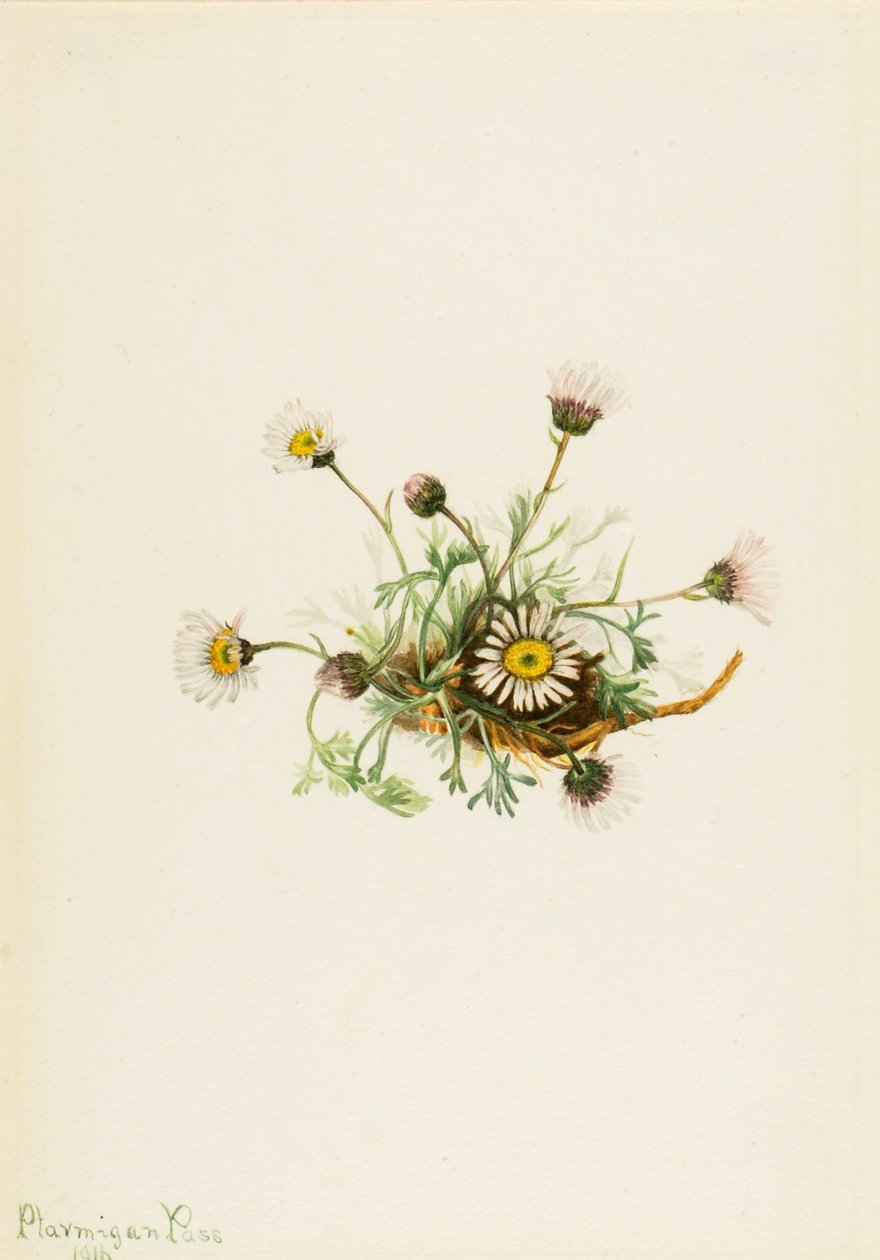 Knipbladvlo (Erigeron compositus) door Mary Vaux Walcott