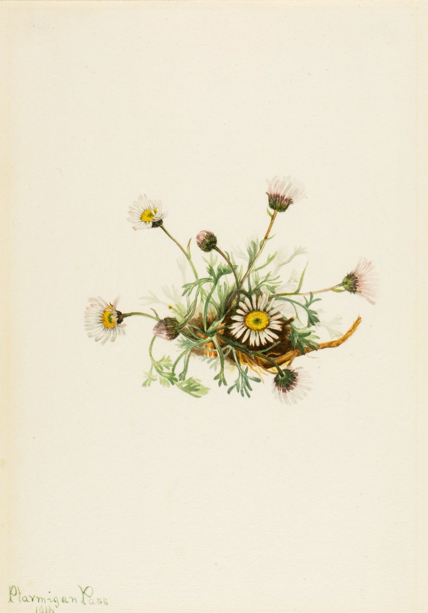 Gesneden Blad Vlooienkruid Erigeron compositus, 1916 door Mary Vaux Walcott