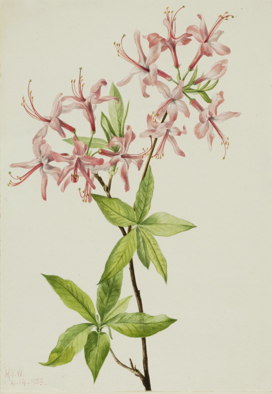 Downy Pinxter Bloom Azalea rosea door Mary Vaux Walcott