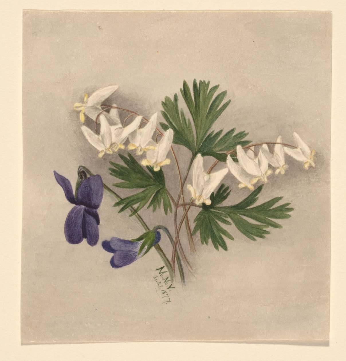 Oranjebroek (Bikukulla cucullaria) door Mary Vaux Walcott