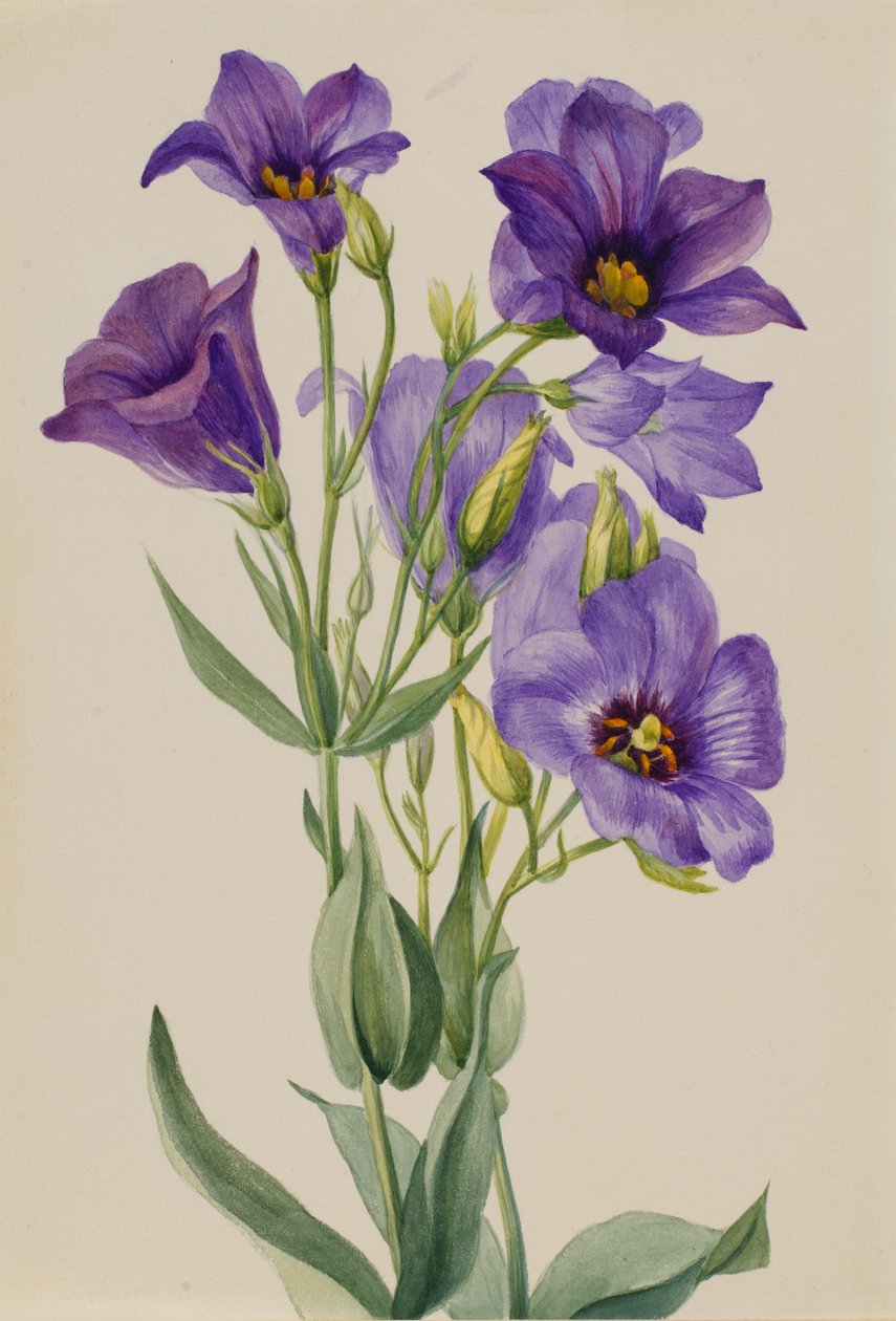 Eustoma russelianum, ca. vroege jaren 1930 door Mary Vaux Walcott