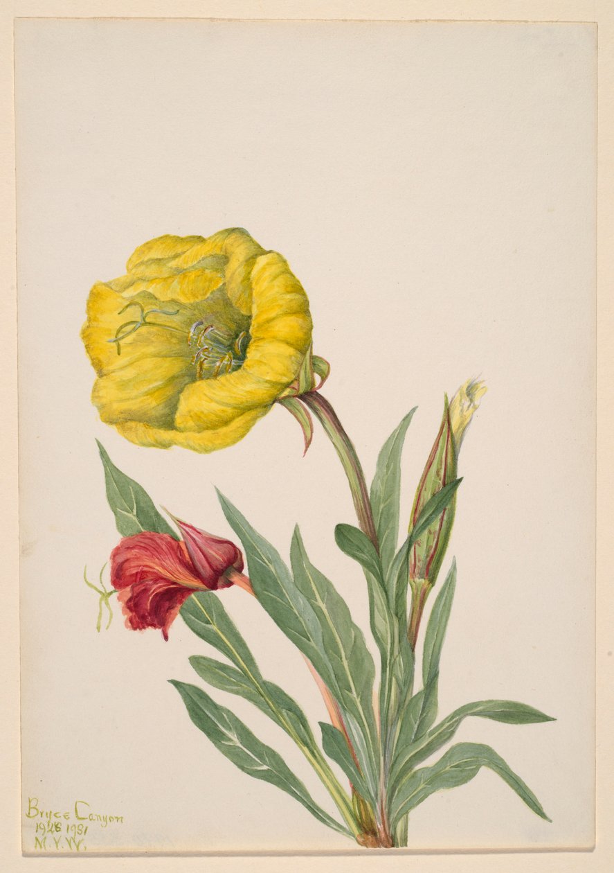 Teunisbloem (Oenothera howardi) door Mary Vaux Walcott