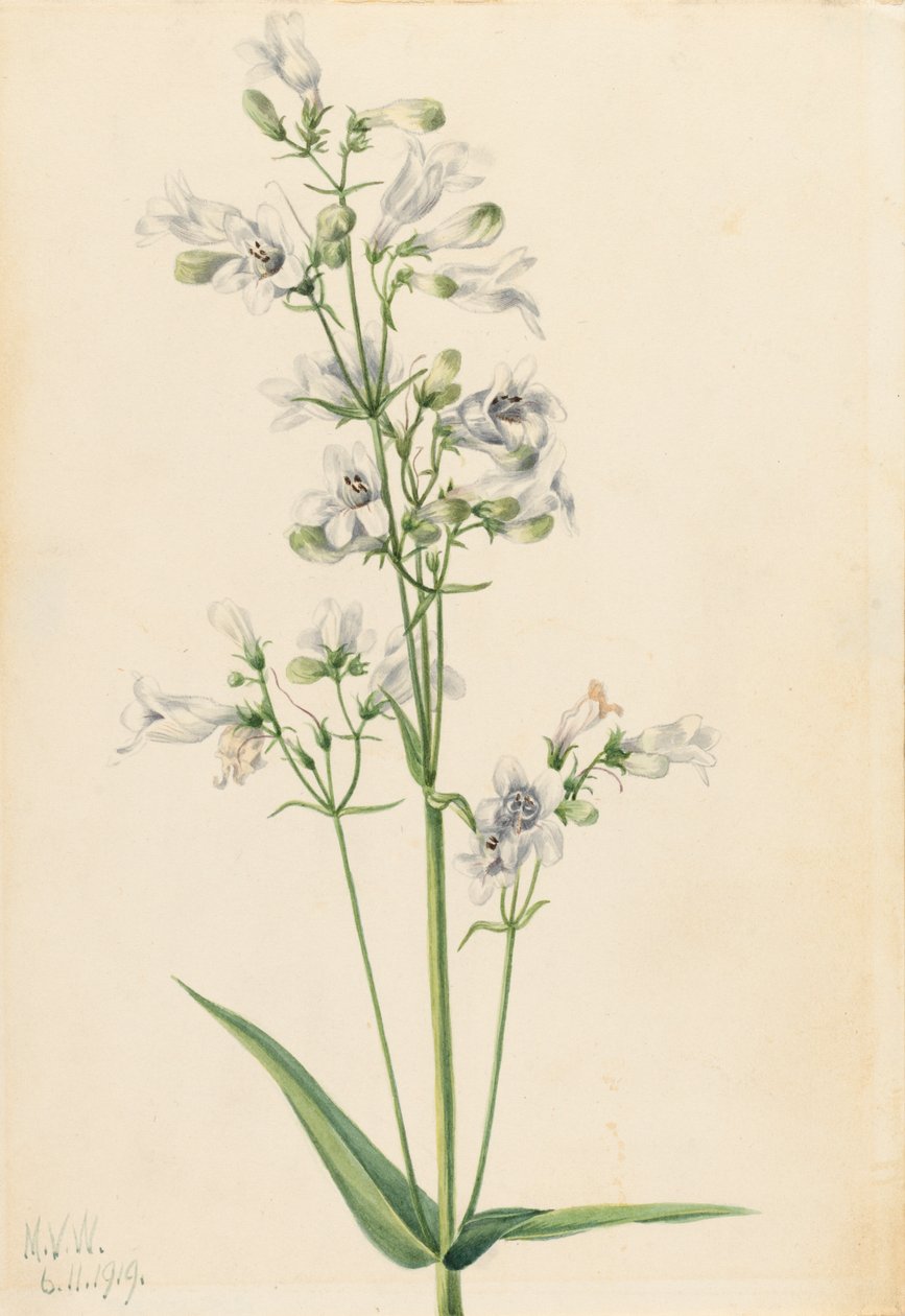 Vingerhoedskruid (Pentstemon digitalis) door Mary Vaux Walcott