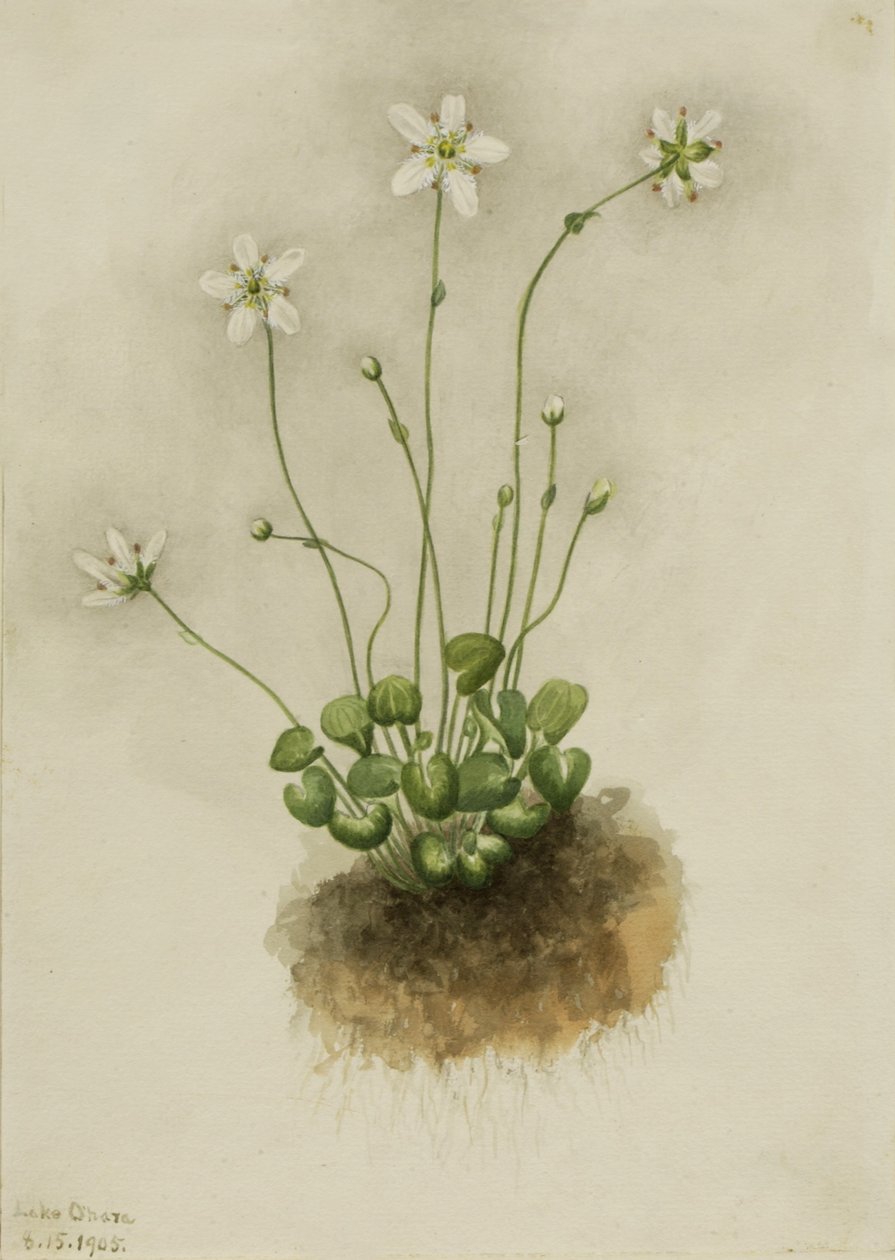 Gevlamde parnassia (Parnassia fimbriata) door Mary Vaux Walcott
