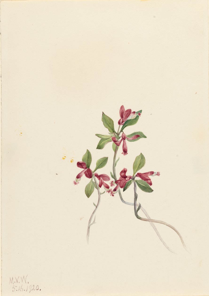 Gefranjerde Polygala (Polygala paucifolia) door Mary Vaux Walcott
