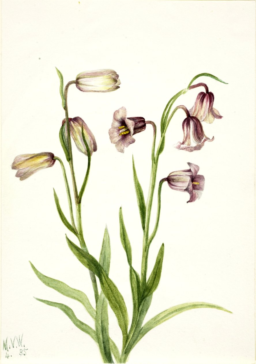 Parelmoervlinder (Fritillaria biflora) door Mary Vaux Walcott