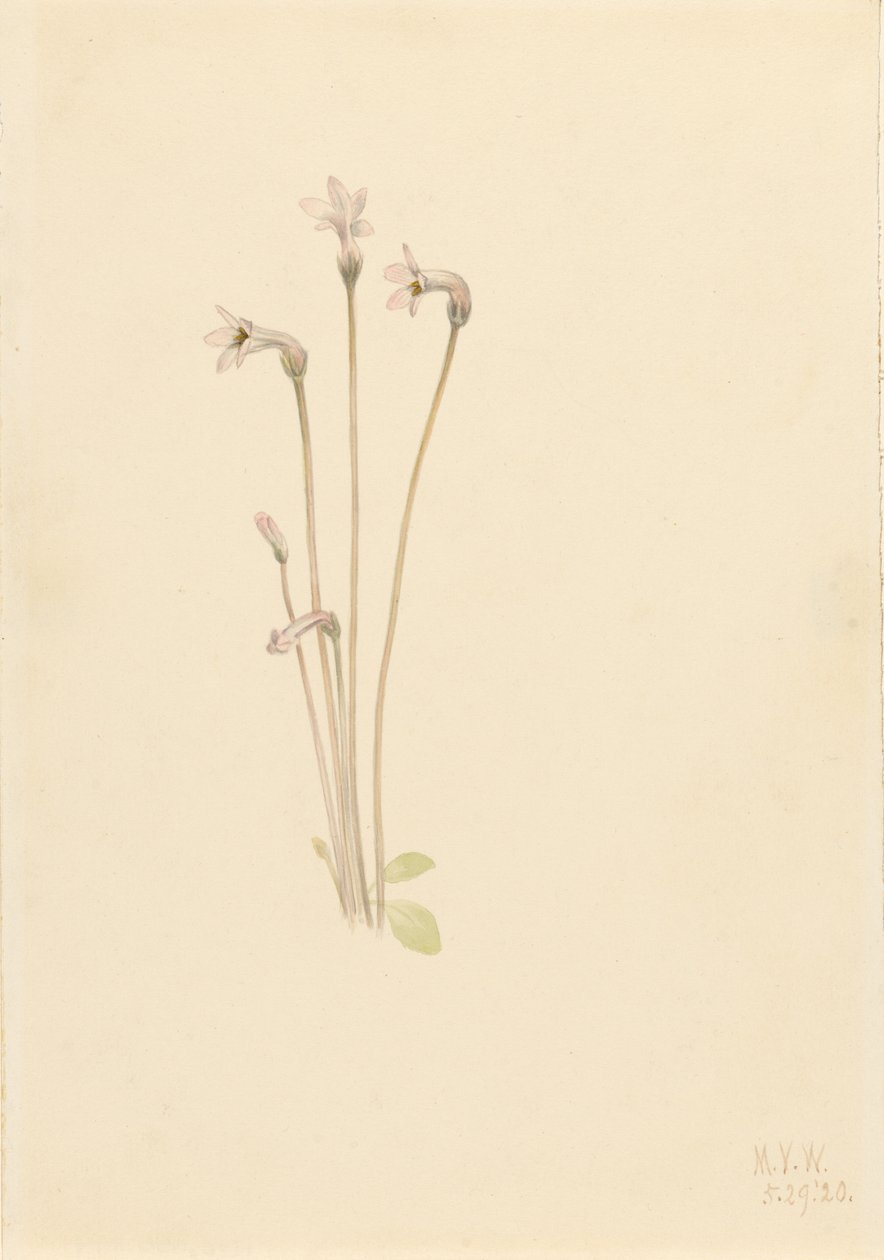 Spookpijp (Thalesia uniflora) door Mary Vaux Walcott