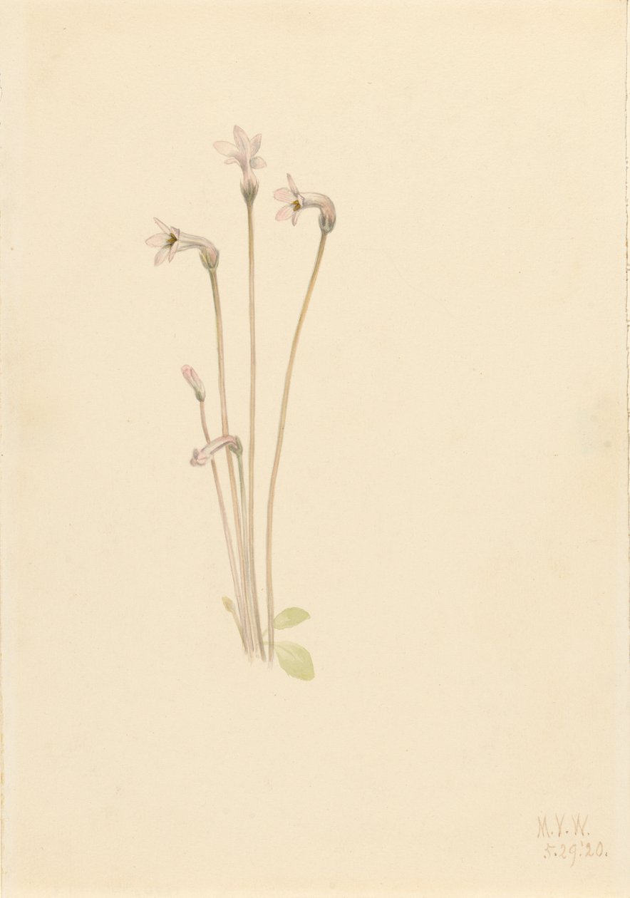 Spookpijp Thalesia uniflora door Mary Vaux Walcott