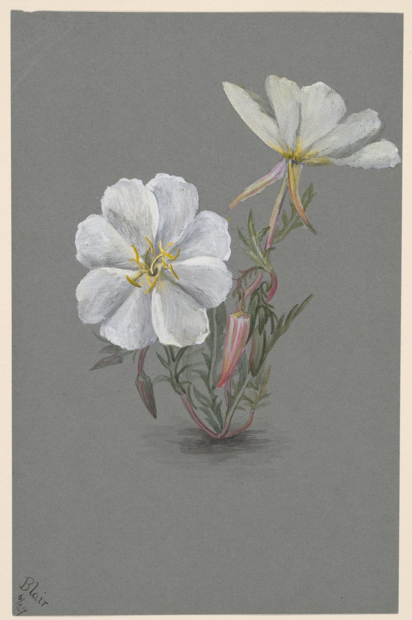 Reuzenleeuwenbek (Epipactia gigantea) door Mary Vaux Walcott