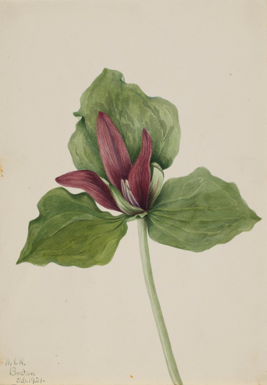 Reuzenkervel (Trillium chloropetalum) door Mary Vaux Walcott