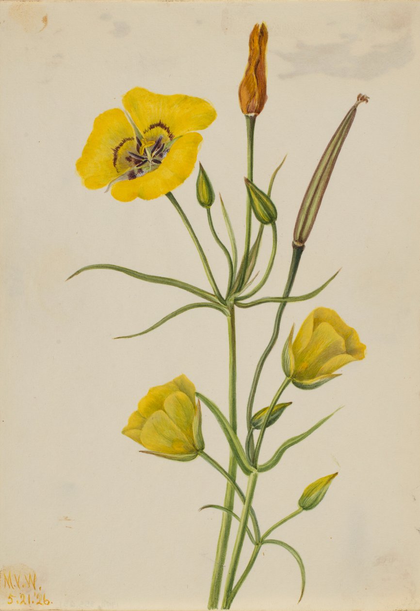 Goudbowl Mariposa (Calochortus claratus) door Mary Vaux Walcott