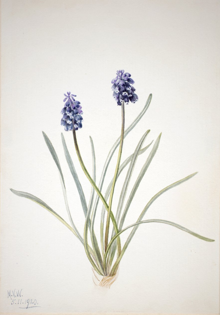 Blauwe druif Muscari racemosum, 1920 door Mary Vaux Walcott