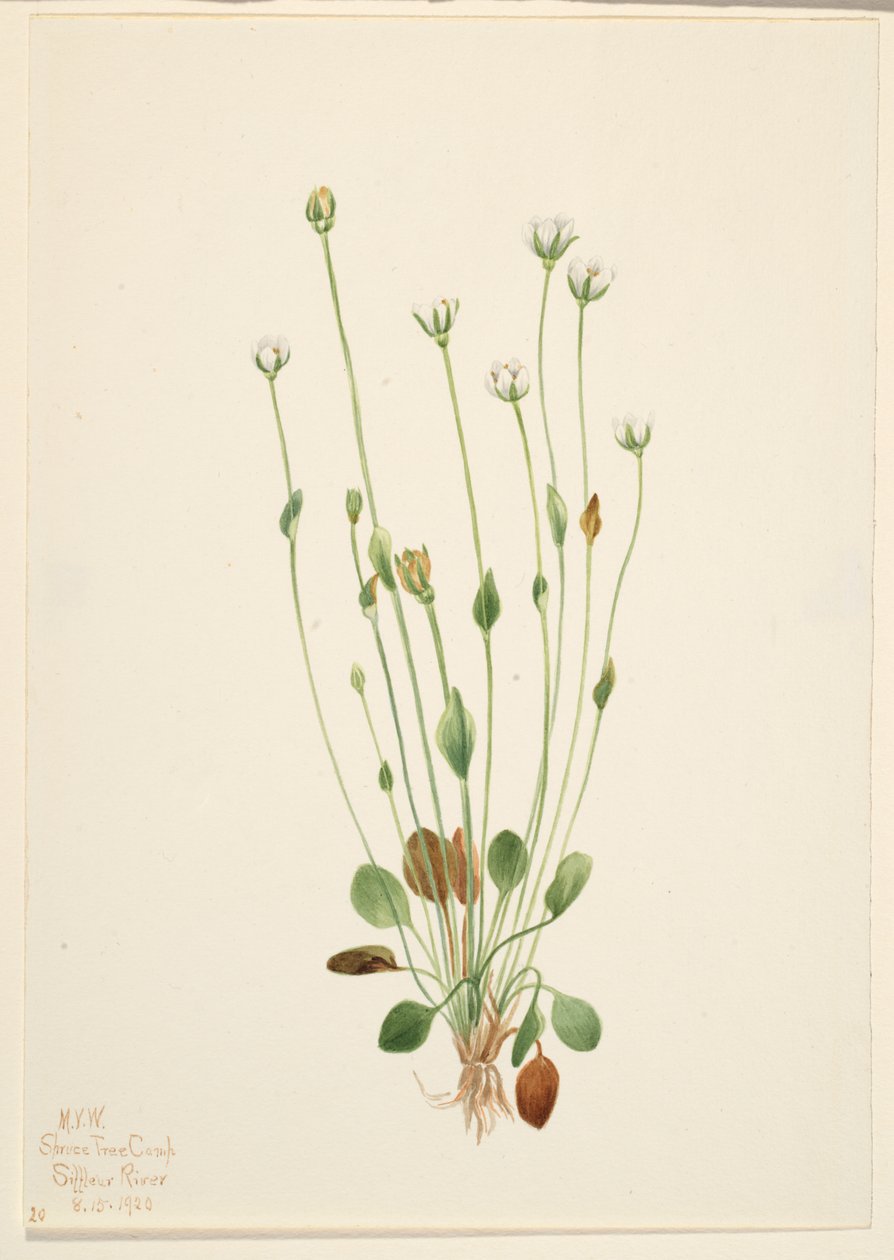 Echte zeekraal (Senecio canus) door Mary Vaux Walcott