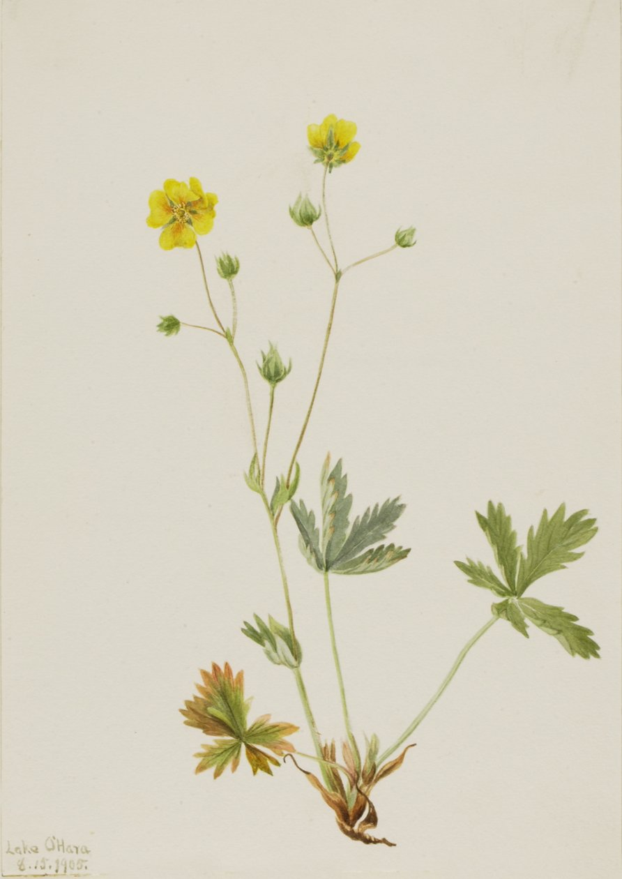 Grijsbladige Vijfvinger Potentilla glaucophylla, 1905 door Mary Vaux Walcott