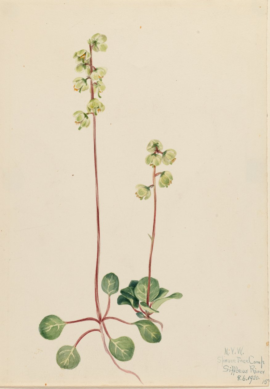 Groene Pyrola Pyrola chlorantha door Mary Vaux Walcott