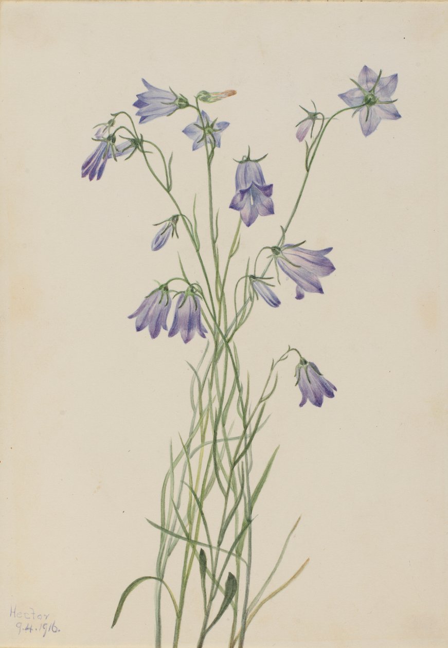 Haasklokje (Campanula rotundifolia) door Mary Vaux Walcott