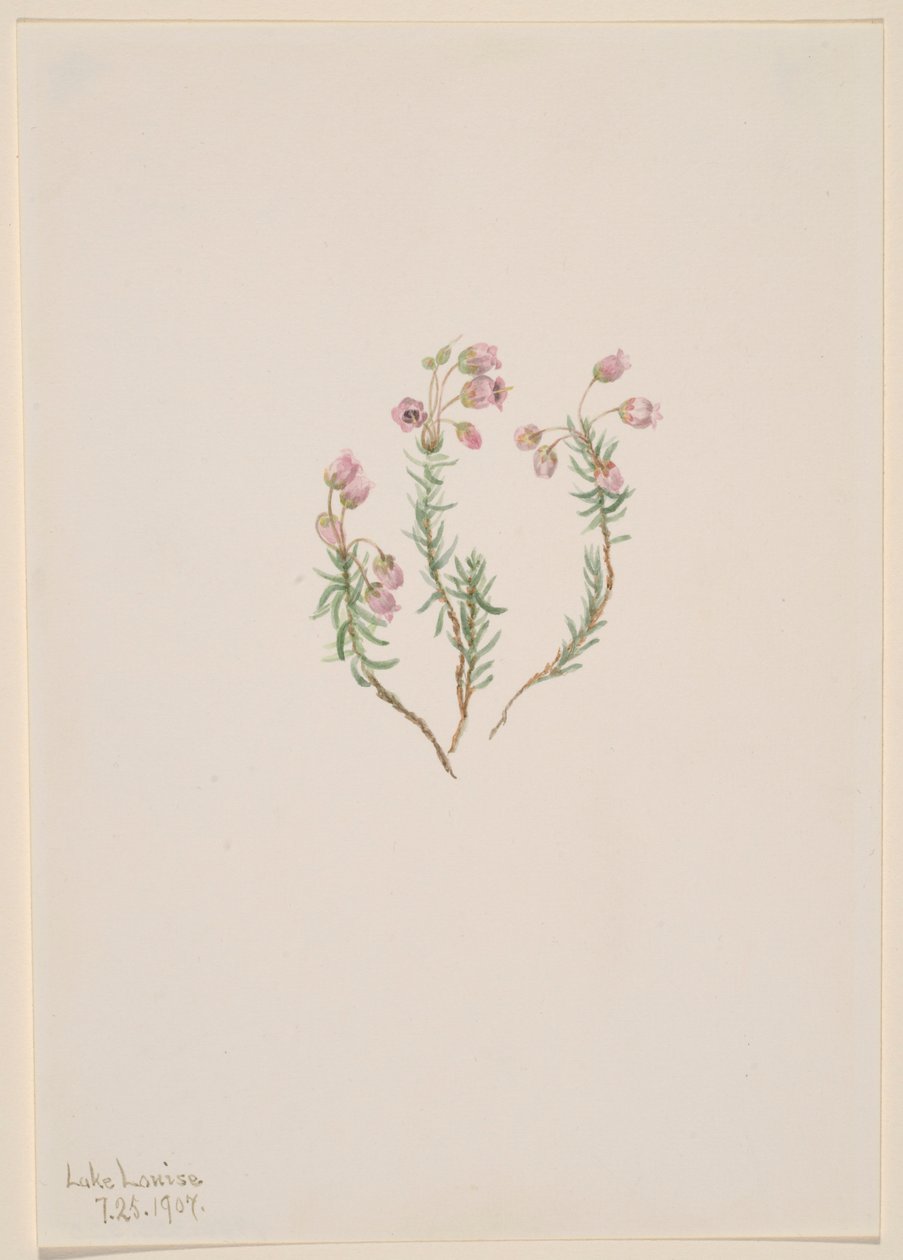 Heide (Phyllodoce intermedia) door Mary Vaux Walcott