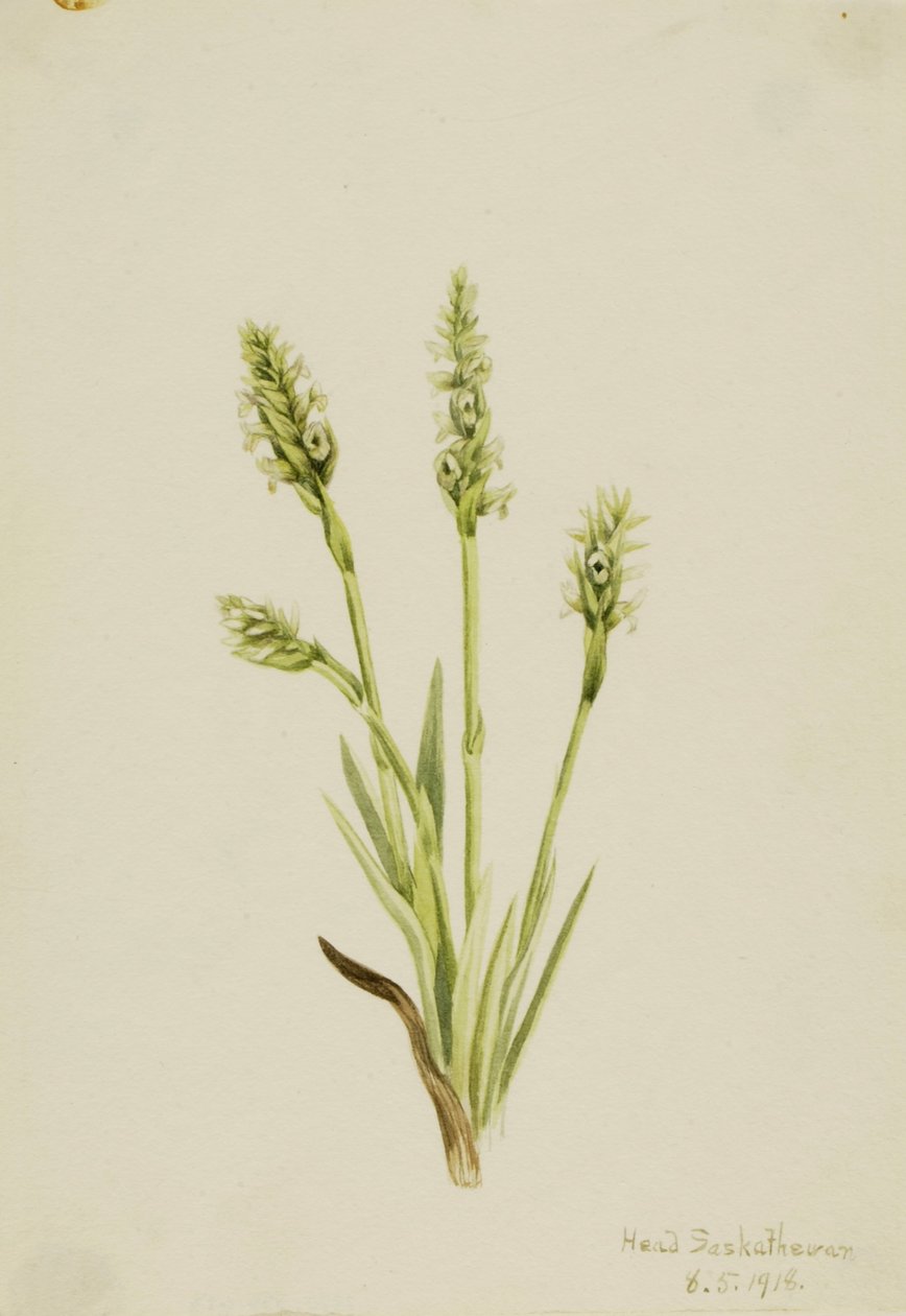 Kamperfoelie (Ibidium strictum) door Mary Vaux Walcott