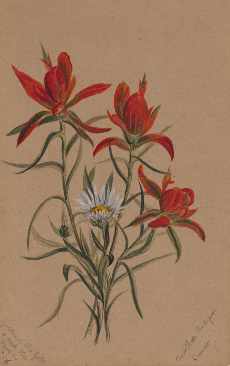 Indiase penseel Castilleja rhexifolia door Mary Vaux Walcott