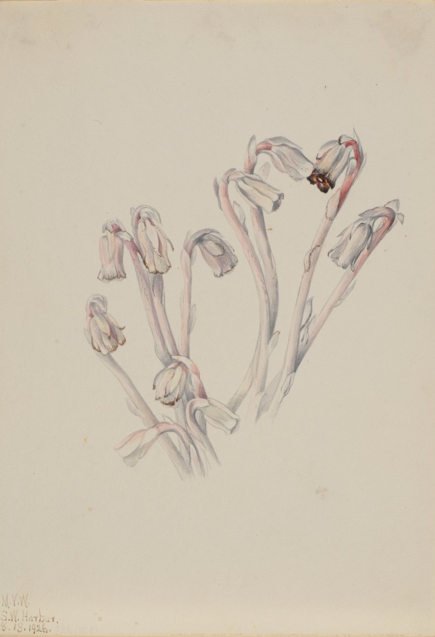 Indiase pijp Monotropa uniflora, 1926 door Mary Vaux Walcott