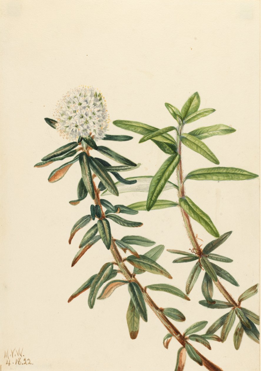 Labrador Thee Ledum groenlandicum door Mary Vaux Walcott